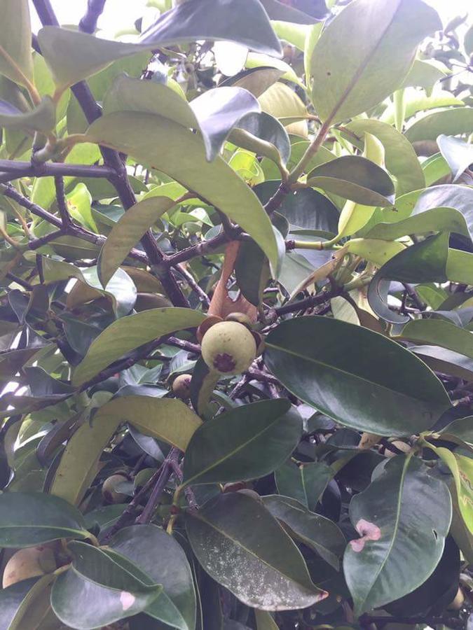 פראצ'ין בורי Deva Garden Resort מראה חיצוני תמונה